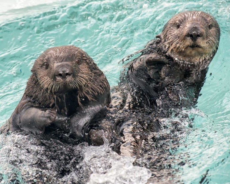 SeaWorld San Diego to celebrate Sea Otter Awareness Week