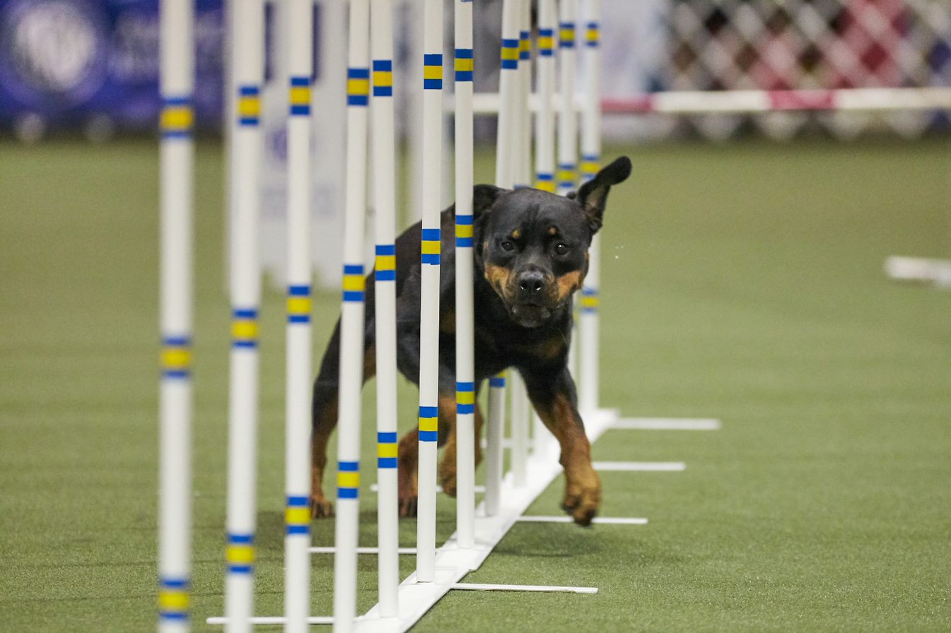 Orange County Convention Center goes to the dogs on Dec. 14 & 15 for