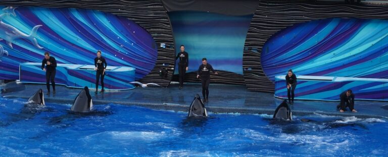 Guest Editorial: SeaWorld’s ‘Orca Encounter’ is the show they needed