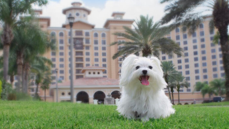 Rosen Hotels in Orlando offering VIP package for Love Your Pet Day