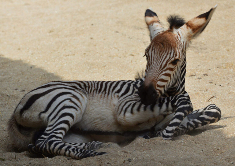 Baby zebra foal born at Disney’s Animal Kingdom