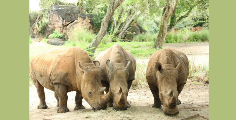 Disney’s Animal Kingdom prepares for three new baby rhinos
