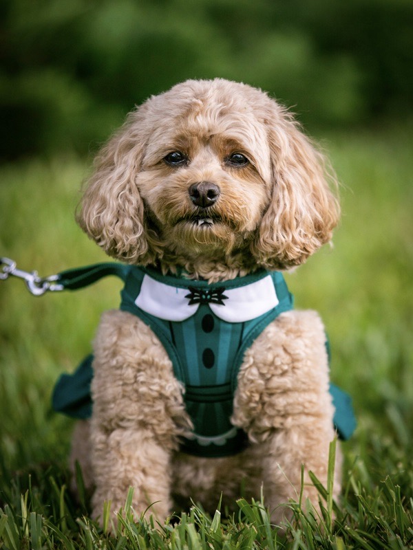 Celebrate 'Howloween' with Disneythemed pet costumes