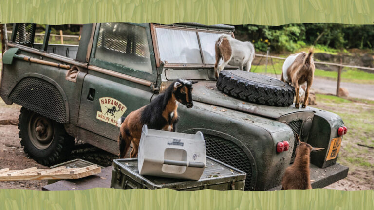 Nigerian Dwarf Goats join Kilimanjaro Safaris at Disney’s Animal Kingdom