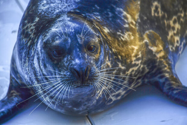 wild arctic ringed seal