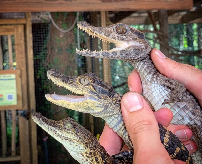 Wild Florida offers nearly-free admission during Gator Week!