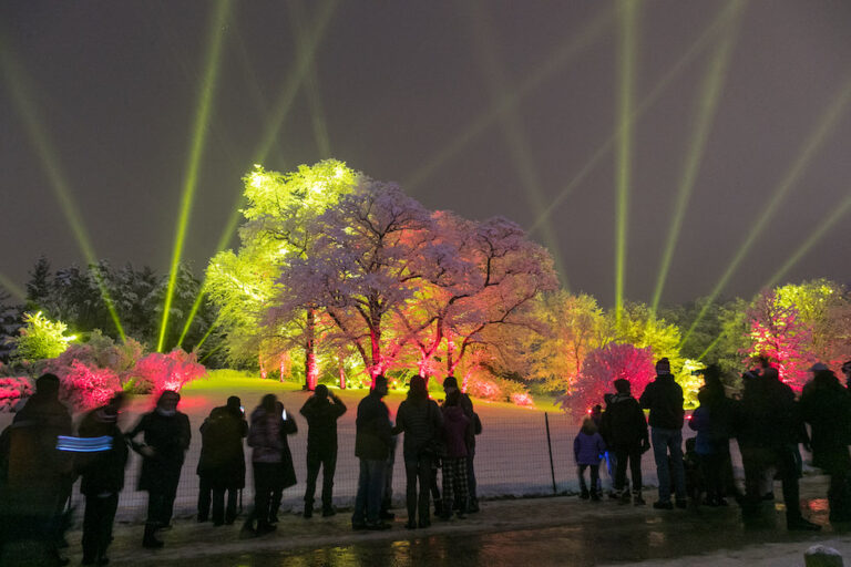 Illumination: Tree Lights brings back walking experience at The Morton Arboretum