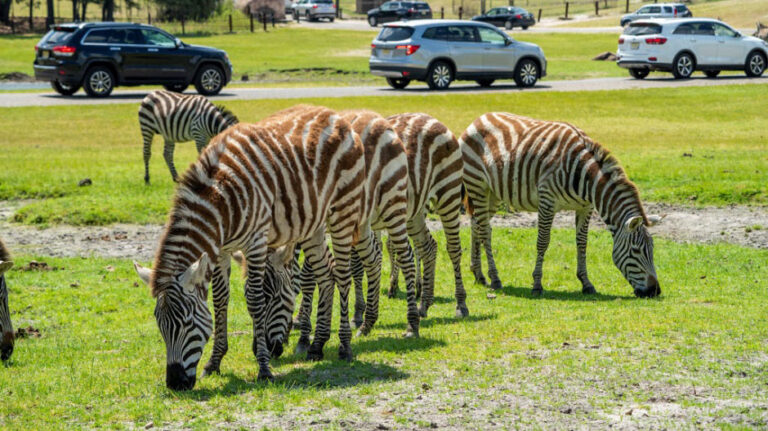 Six Flags Great Adventure welcomes 10 new animals to its Wild Safari adventure