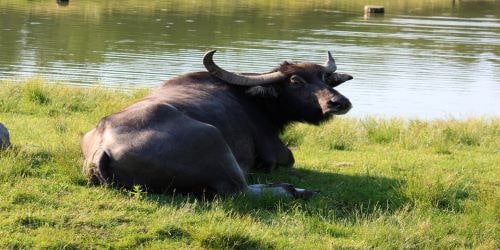 Asian water buffalo