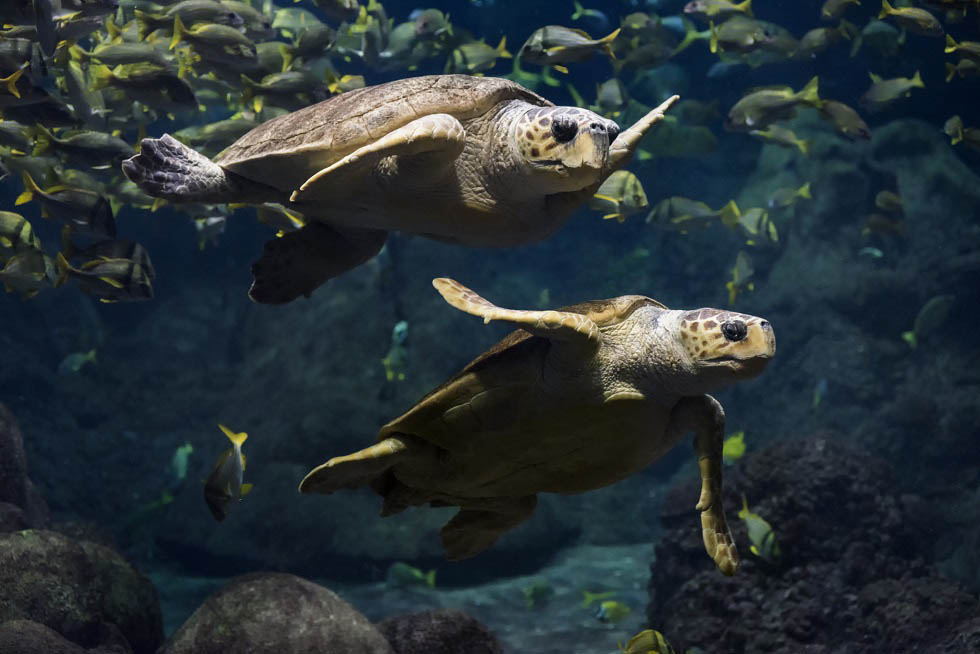 turtle reef sea turtles