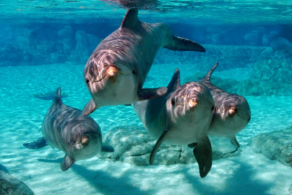 seaworld dolphins
