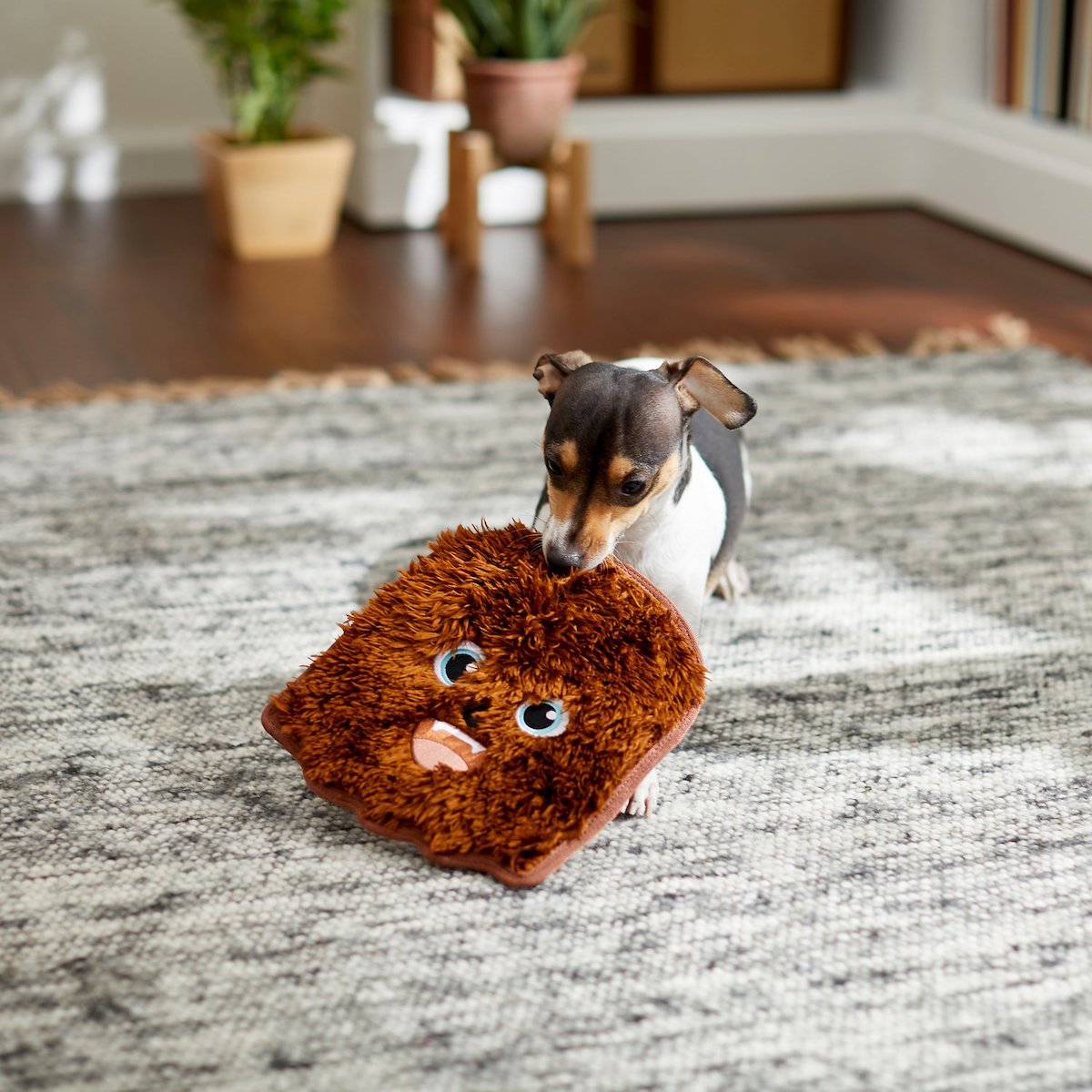 Chewy is looking for Chewbacca (aka Chewie) pet lookalikes