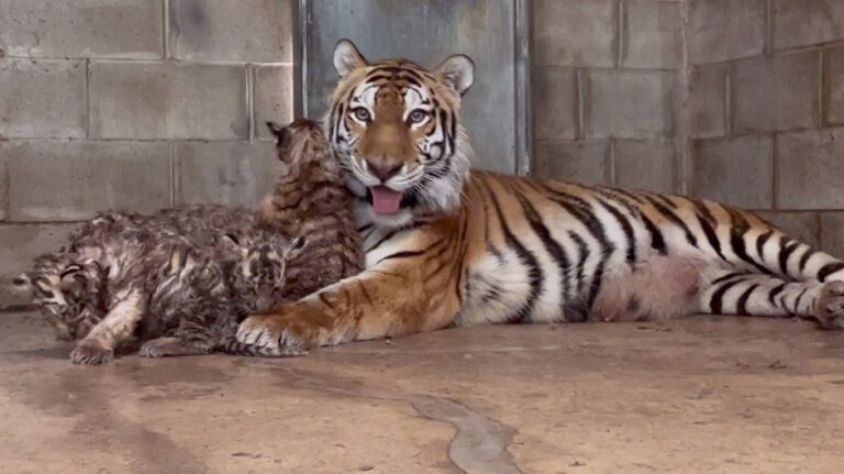 Siberian tiger Nadya gives birth to a rare litter of five cubs at Six Flags Wild Safari Drive-Thru Adventure