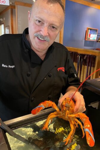 Rare orange lobster