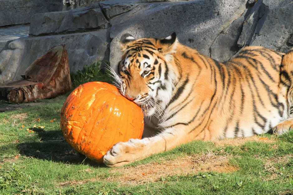 six flags discovery kingdom tiger with pumpkin
