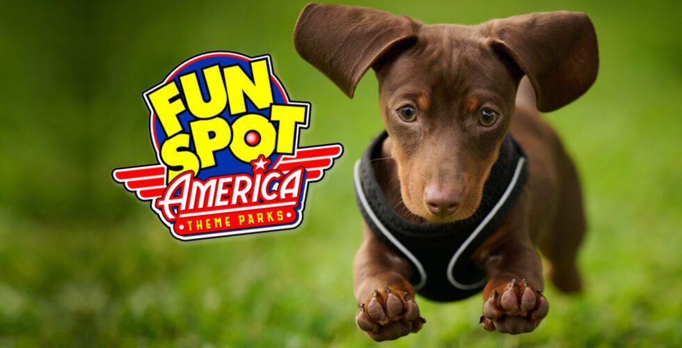 Weiner Dog Race, the Hallo-Weiner Derby, happening at Fun Spot America Orlando.