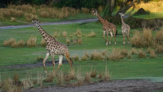 magic of disney's animal kingdom giraffes