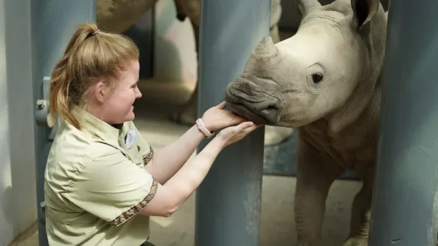 rhino at disney's animal kingdom