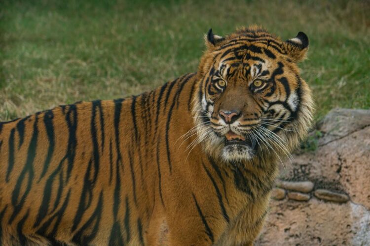 Busch Gardens Tampa Bay recently welcomed Bandar, a 9-year-old Sumatran tiger to its streak of tigers. Photos courtesy of Busch Gardens Tampa Bay