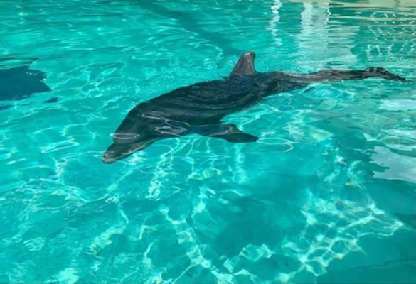 Positive news about rescued baby dolphin at SeaWorld, learn more at Inside Look event