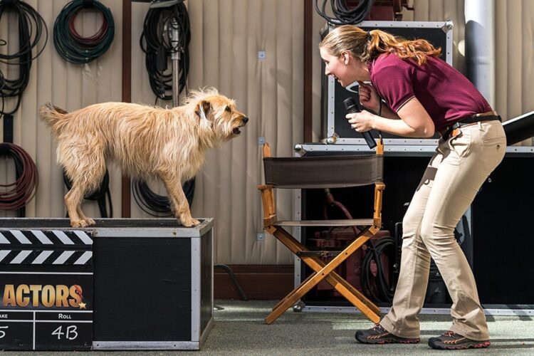 Animal-Actors-Photo-courtesy-of-Universal-Studios-Hollywood