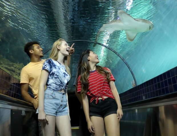 Six Flags Discovery Kingdom Shark Experience