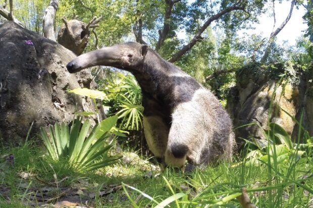 "Secret" animals at Animal Kingdom - Anteater