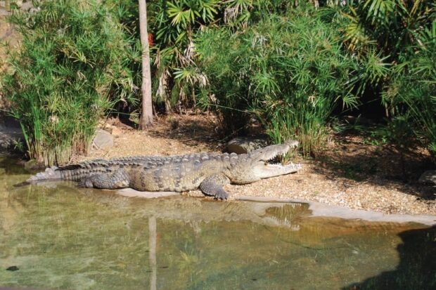 "Secret" animals at Animal Kingdom - Crocodile