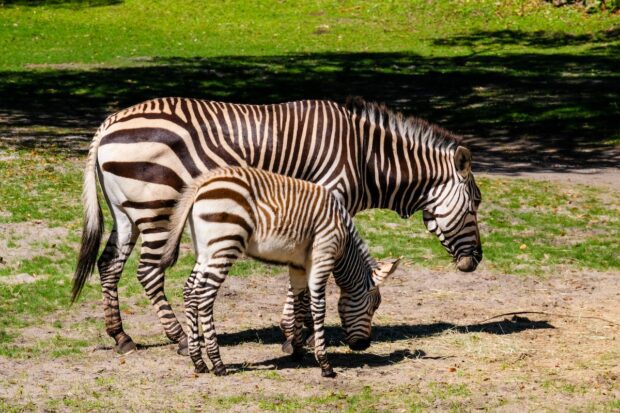Zebra parent and baby zebra on Kilimanjaro Safaris at Disney's Animal Kingdom