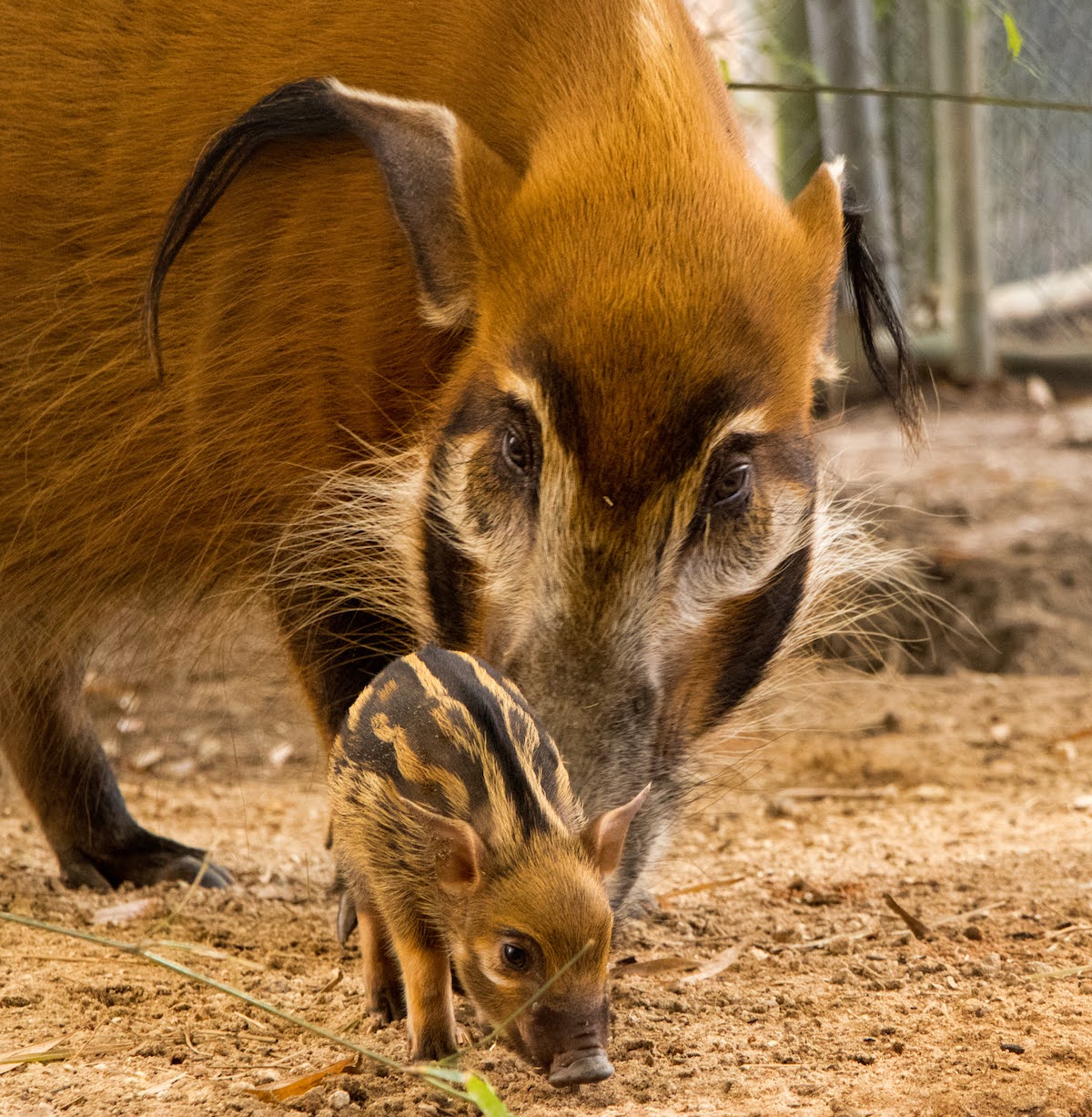 Disney's animal moms - Daisy and baby piglet