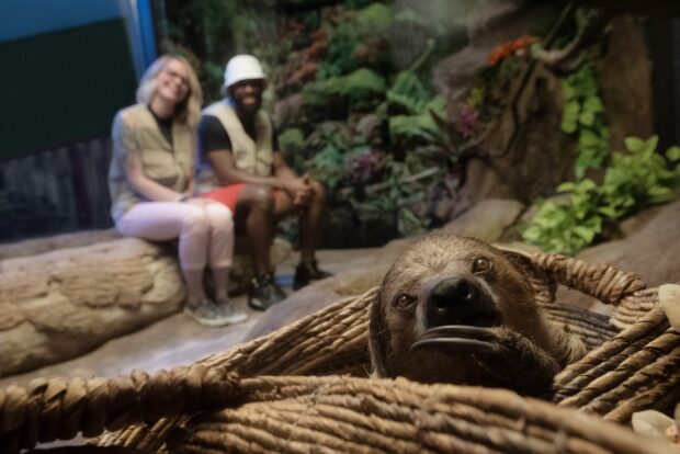 Sloth Valley at Ripley's Aquarium of Myrtle Beach