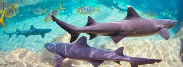 Sharks at Discovery Cove