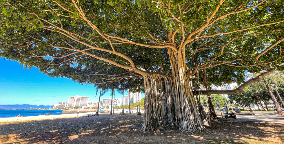 The best places for a picnic in O'ahu Hawaii, according to a local