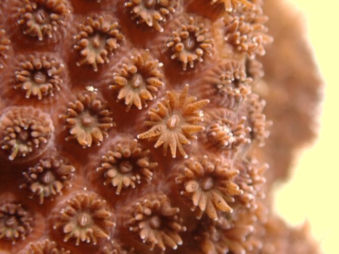 SeaWorld Orlando coral