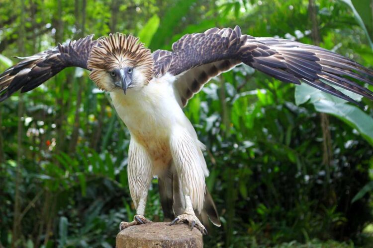 Agila Rids Enchanted Attractions Experts Q&A: Mario Mamon