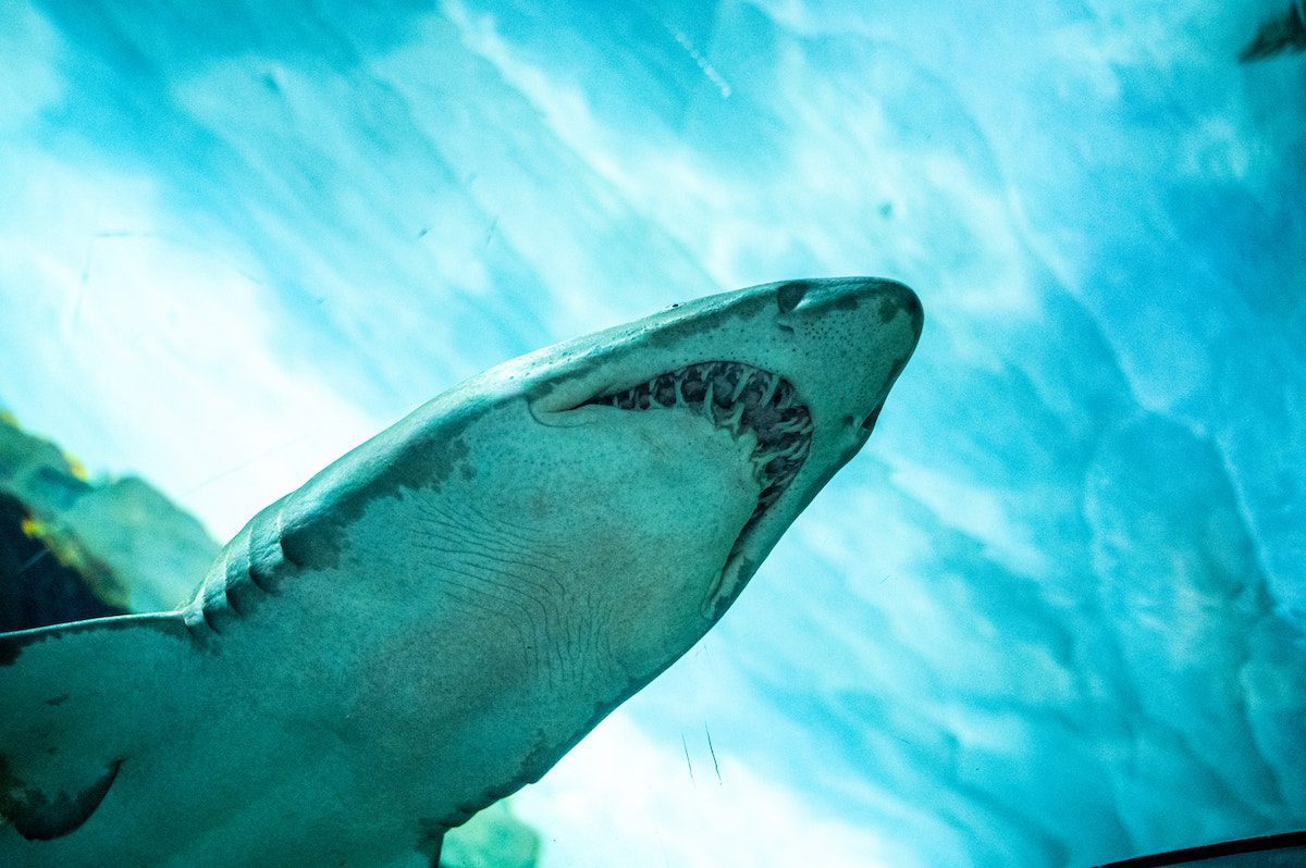 Shark at SeaWorld