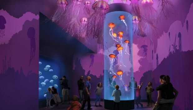 Jewels of the Sea: The Jellyfish Experience at SeaWorld San Diego