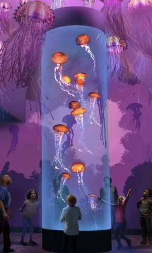 SeaWorld San Diego Jewels of the Sea: The Jellyfish Experience