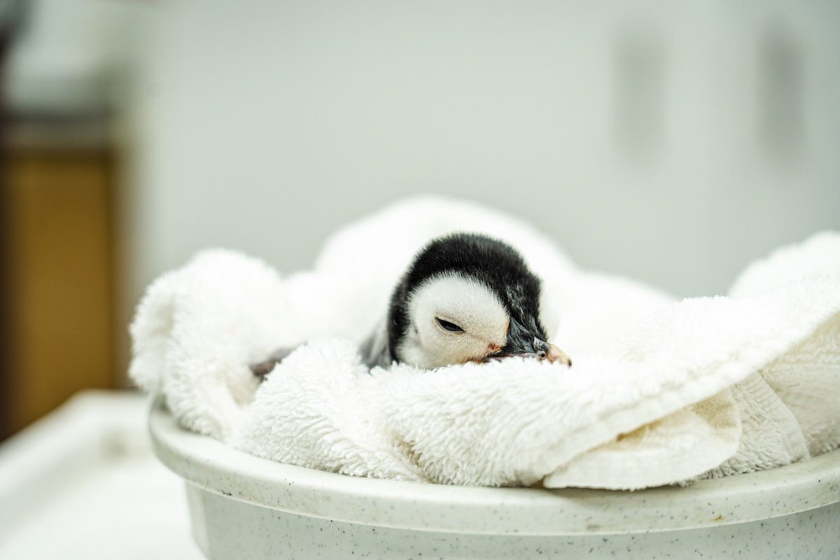 Baby penguin at SeaWorld San Diego