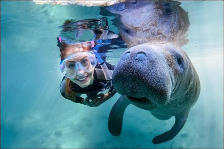 Swim with the manatees at Plantation Resort on Crystal River