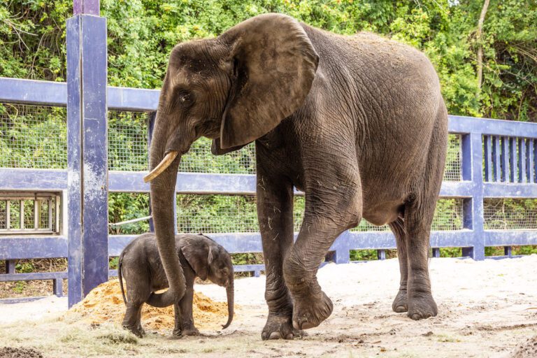 Baby elephant Corra is newest resident of Disney’s Animal Kingdom