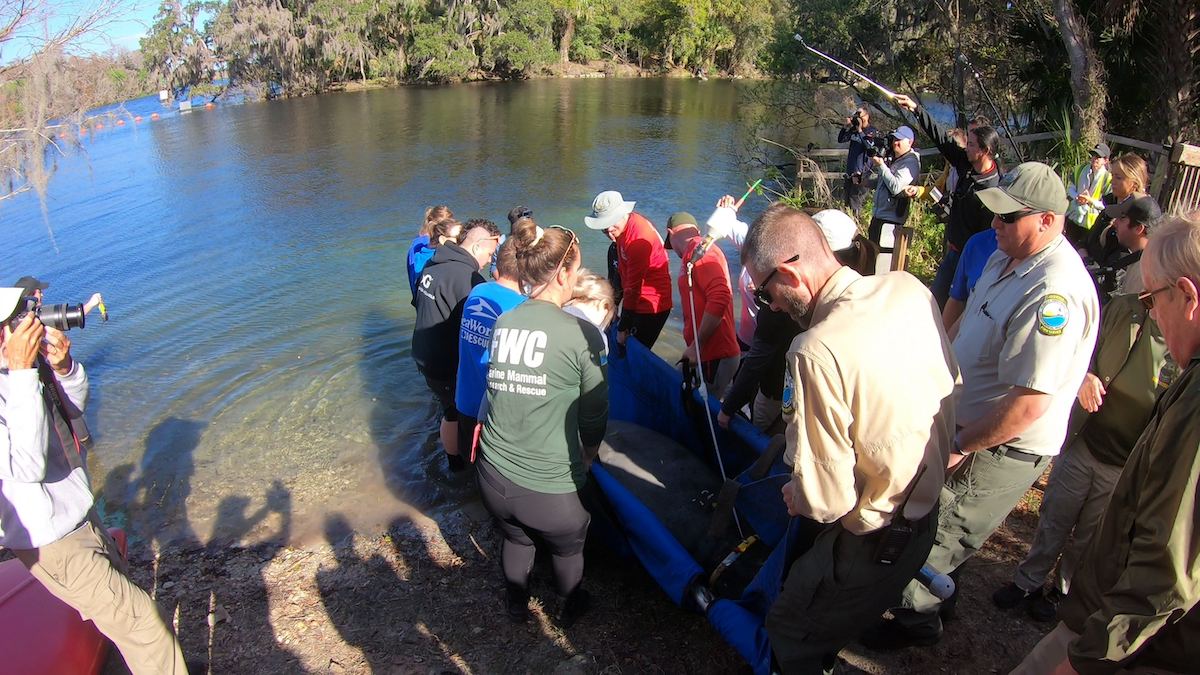 Five manatees return to Florida waters after rehabilitation