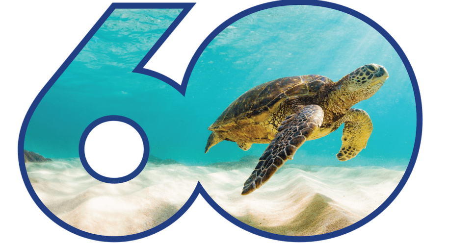 SeaWorld 60th anniversary sea turtle