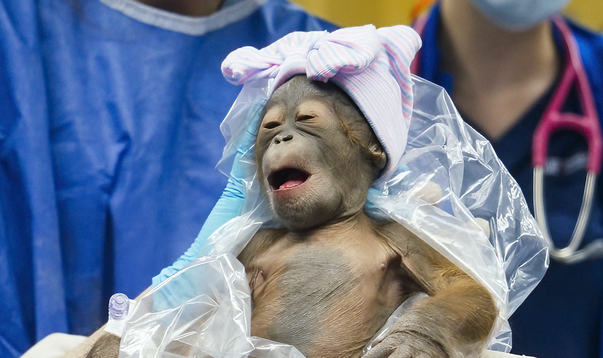 Baby orangutan monkey at Busch Gardens Tampa Bay