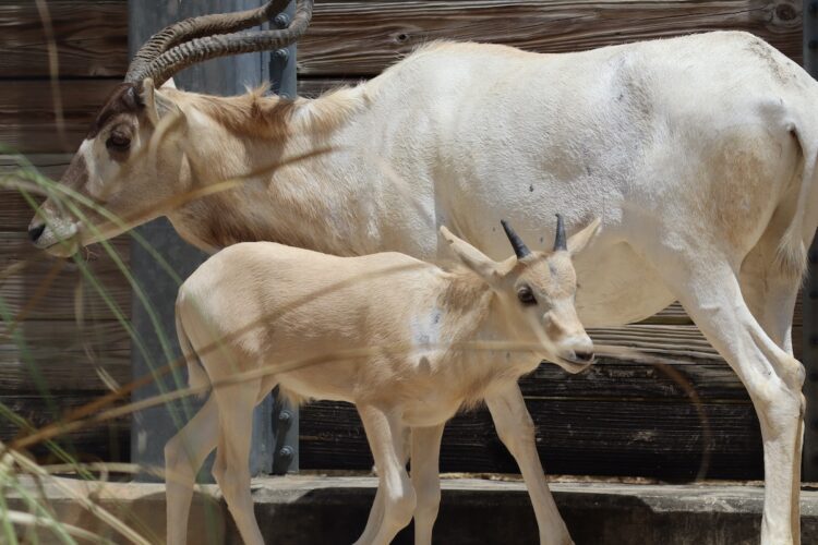 Baby antelope Julien and mother Juniper at Disney's Animal Kingdom Lodge