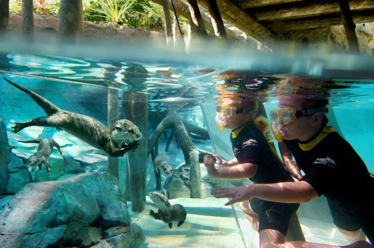 Otters at Discovery Cove