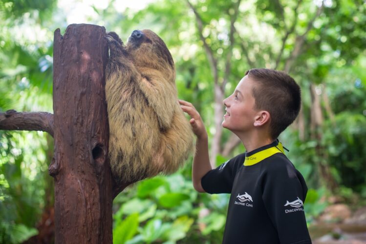 Sloth at Discovery Cove