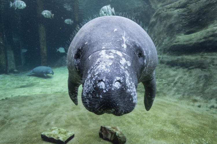 Nighthawk manatee, Columbus Zoo
