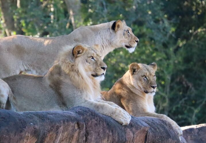 African lions