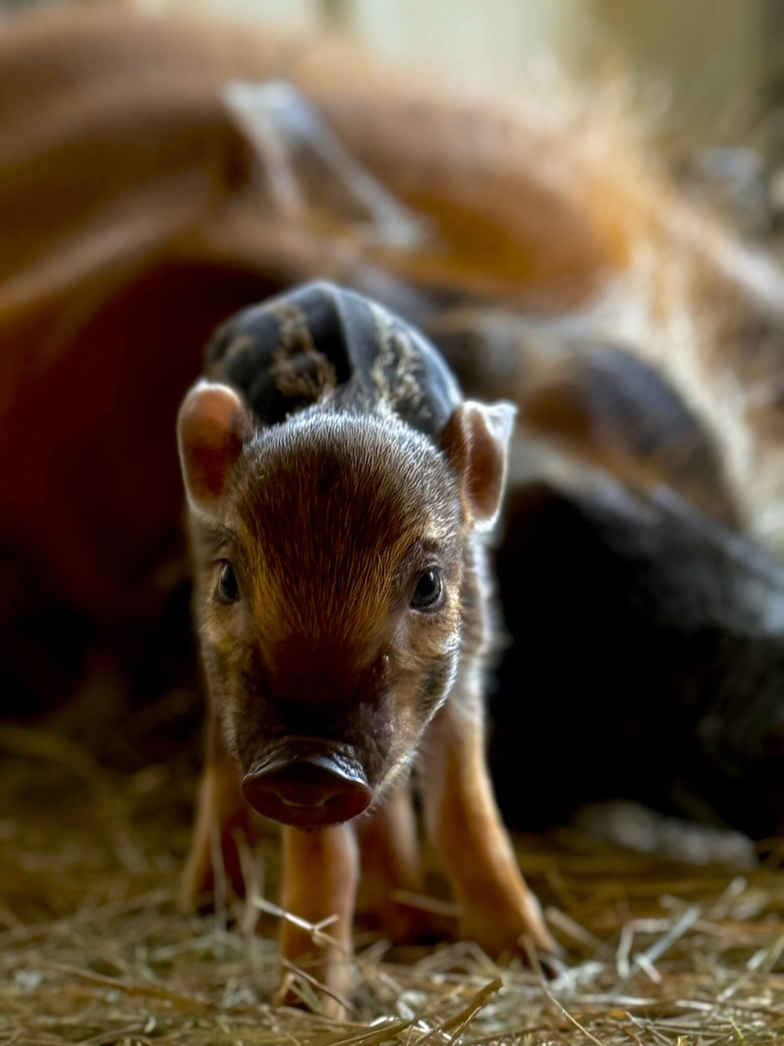 Red river hog piglet at Animal Kingdom Lodge